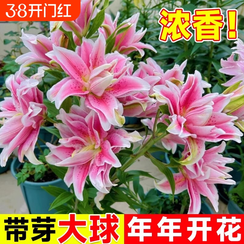 香水百合花种球盆栽花卉绿植物四季好养活水培室内客厅花期阳台