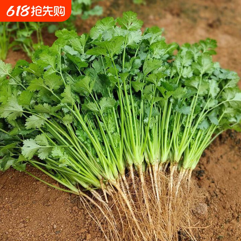 四季香菜种子大叶芫荽根秋冬蔬菜盆栽菜籽籽种大全阳台种植耐热