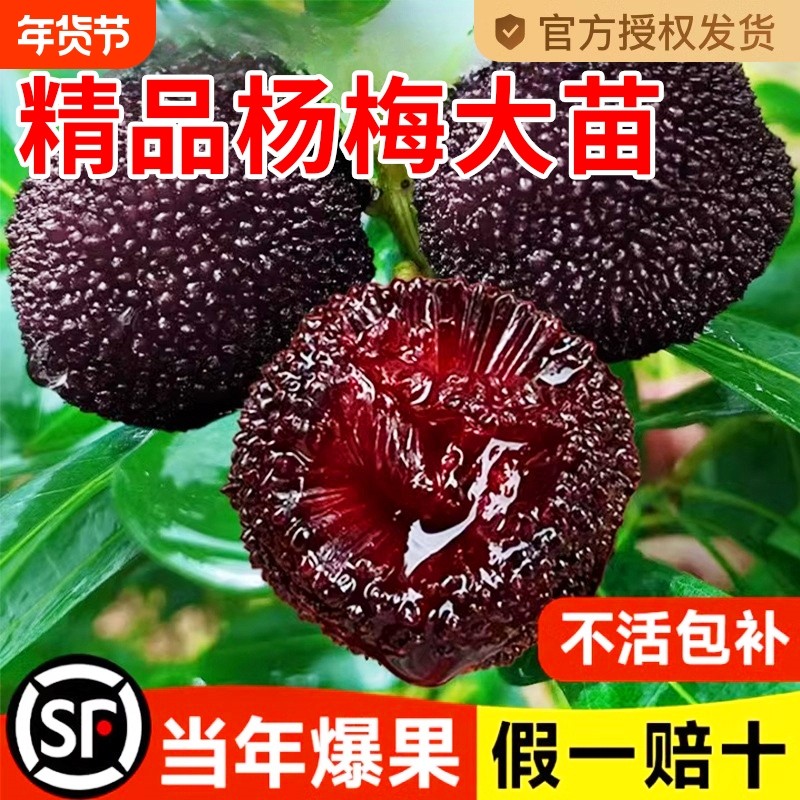 正宗嫁接东魁杨梅树树苗杨梅苗南北方种植地栽果树苗当年结果特大