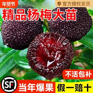 正宗嫁接东魁杨梅树树苗杨梅苗南北方种植地栽果树苗当年结果特大