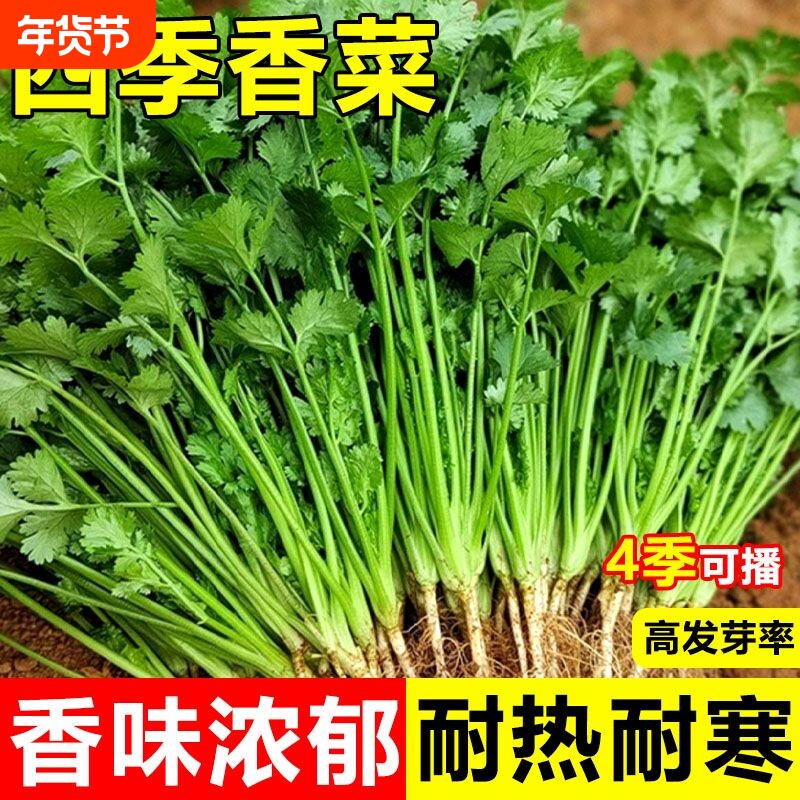 耐热速生大叶香菜种子新鲜蔬菜浓香味正三天生农家种籽种植耐寒