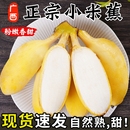 小香蕉自然熟苹果蕉入口 正宗广西小米蕉10香蕉新鲜水果整箱斤当季