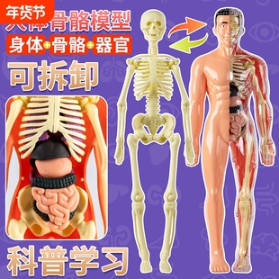 可拆卸拼装人体结构模型全身骨骼器官3d骨架医学解剖仿真儿童玩具