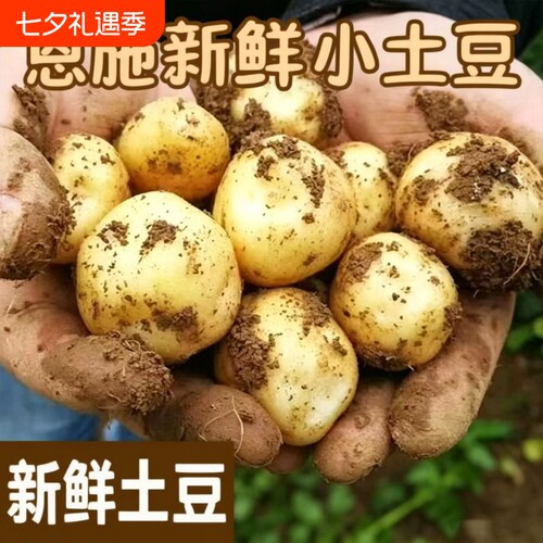 正宗恩施小土豆新鲜农家土豆