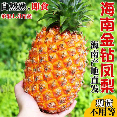 海南金钻凤梨台农17号手撕菠萝新鲜水果生鲜特大整箱包邮送礼特产