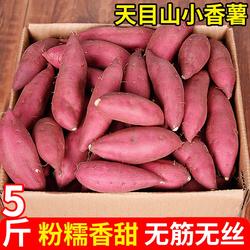 浙江天目山小香薯红薯新鲜粉糯香甜地瓜临安小番薯板栗薯黄心