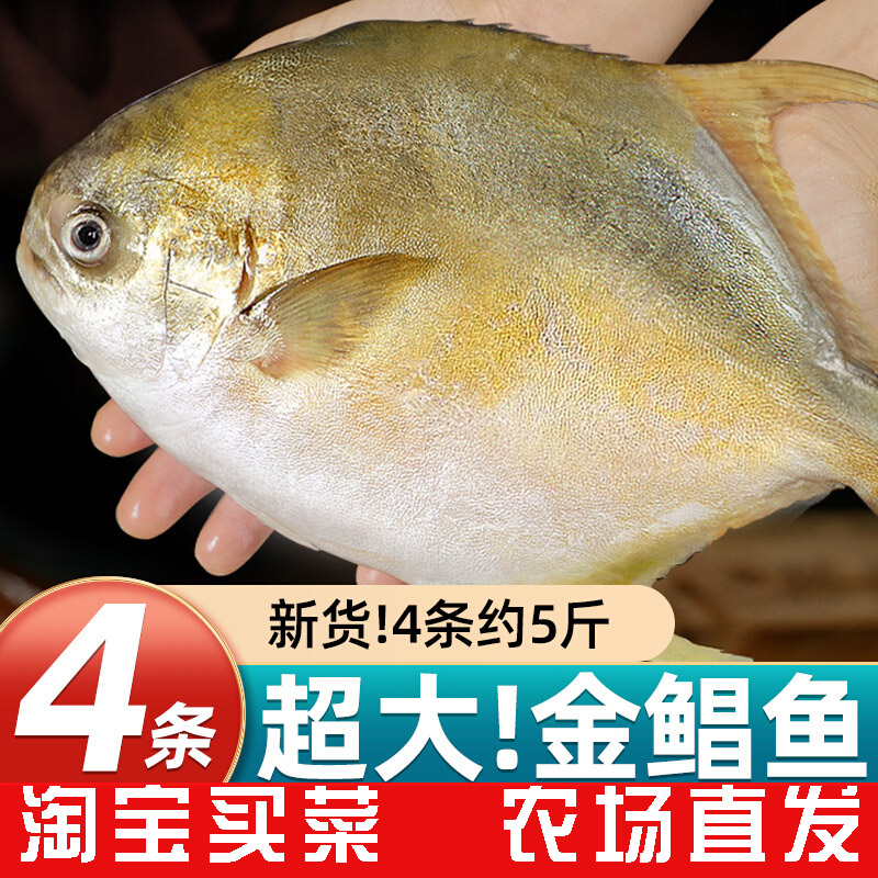 新货金鲳鱼新鲜镜鱼海鱼鲳鱼金昌鱼连云港海鲜水产鲜活冷冻