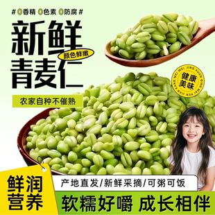 2026年青麦仁新鲜青麦粒米河南正宗嫩小麦仁碾转五谷杂粮麦子杂粮