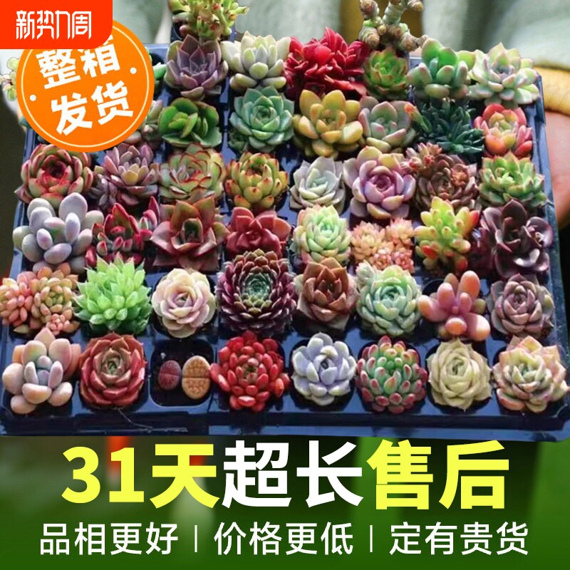 多肉植物大颗好养室内小盆栽绿植物花卉批发价贵货幼儿园易存活