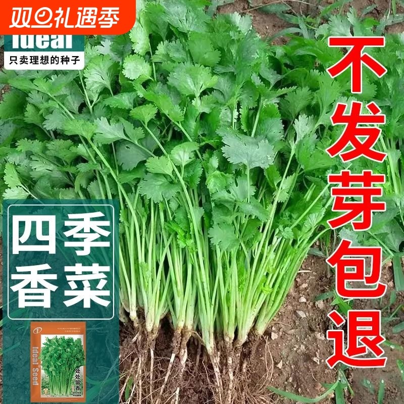 四季香菜种子香菜籽种籽大叶芫荽农家老品种速生耐热蔬菜种子大全
