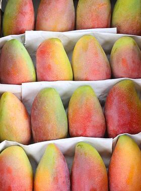 现摘贵妃芒芒果新鲜9斤水果当季整箱树上熟贵妃红金玉大青煌台芒