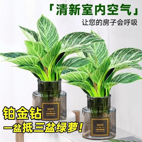 铂金钻水培植物室内好养懒人盆栽