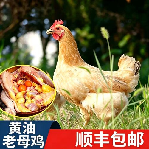 正宗黄油老母鸡整只顺丰包邮