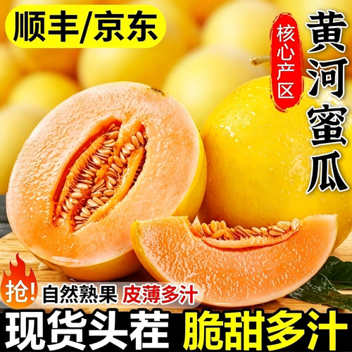 沙漠甘肃核心黄金黄河蜜瓜爆甜