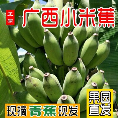 广西正宗小米蕉新鲜水果香蕉甜糯可口营养辅食青蕉小米蕉