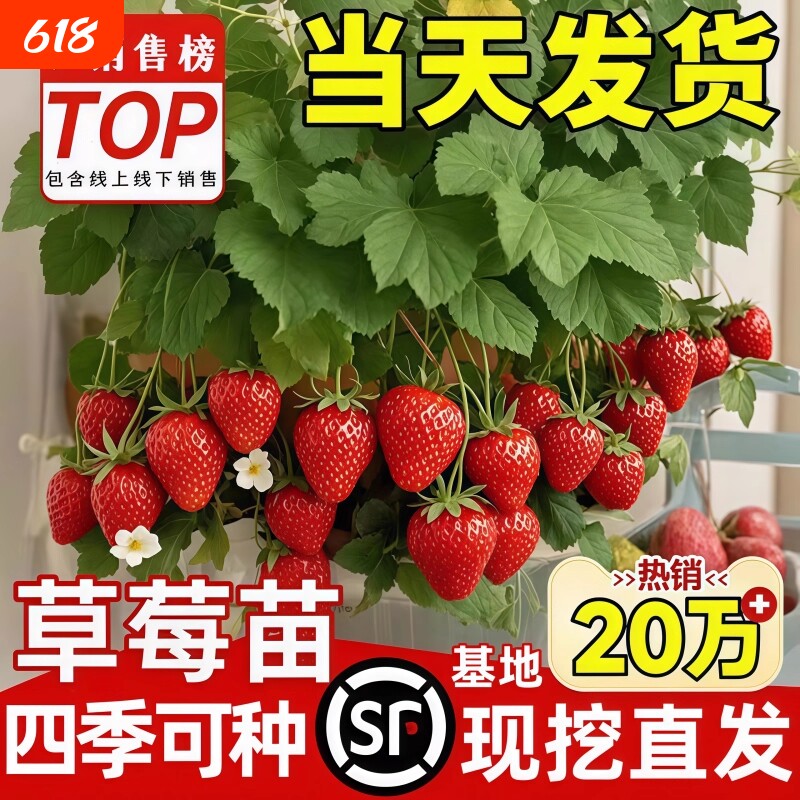 草莓苗盆栽种植奶油草莓穴盘秧苗四季带花结果可食用阳台植物庭院