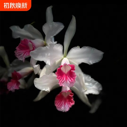 新品大花卡特兰花基地特价网红洋兰大苗室内阳台好养花卉绿植盆栽