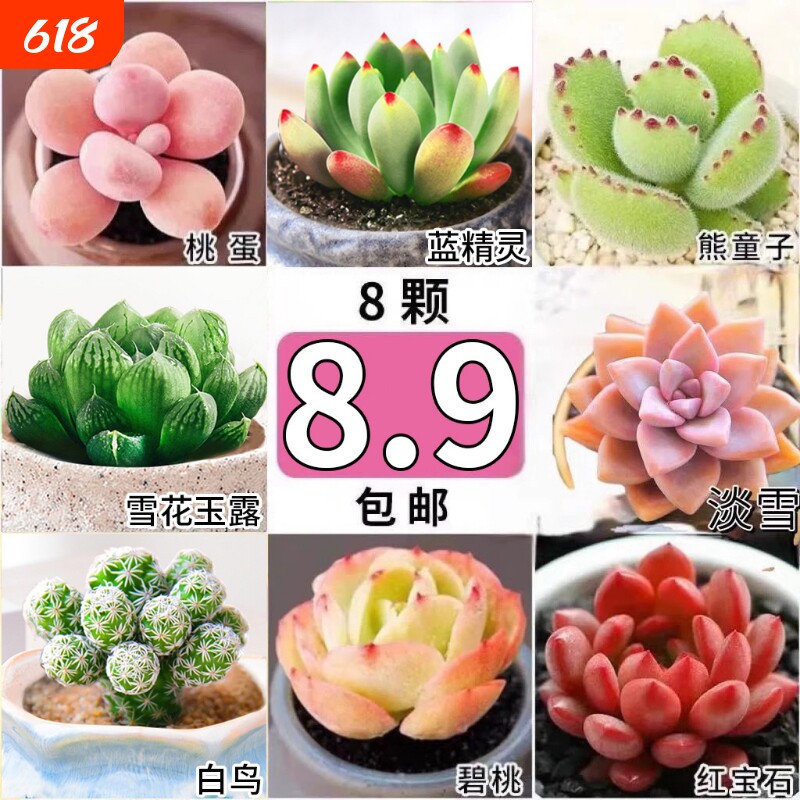 多肉植物绿植花卉大颗好养盆栽室内外招财玉露幼儿园礼物阳台客厅