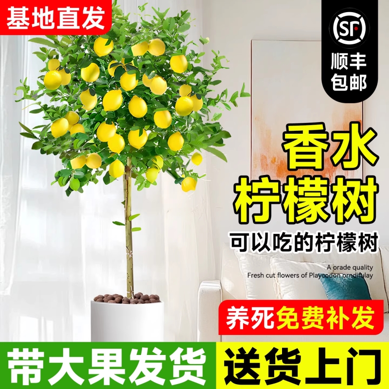 香水柠檬树带果盆栽客厅绿
