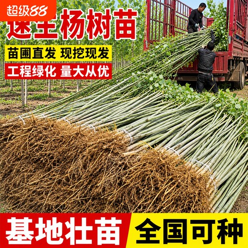 速生无絮白杨树苗防沙造林