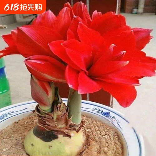 四季开花进口荷兰重瓣朱顶红种球阳台庭院浓香型花卉绿植盆栽植物