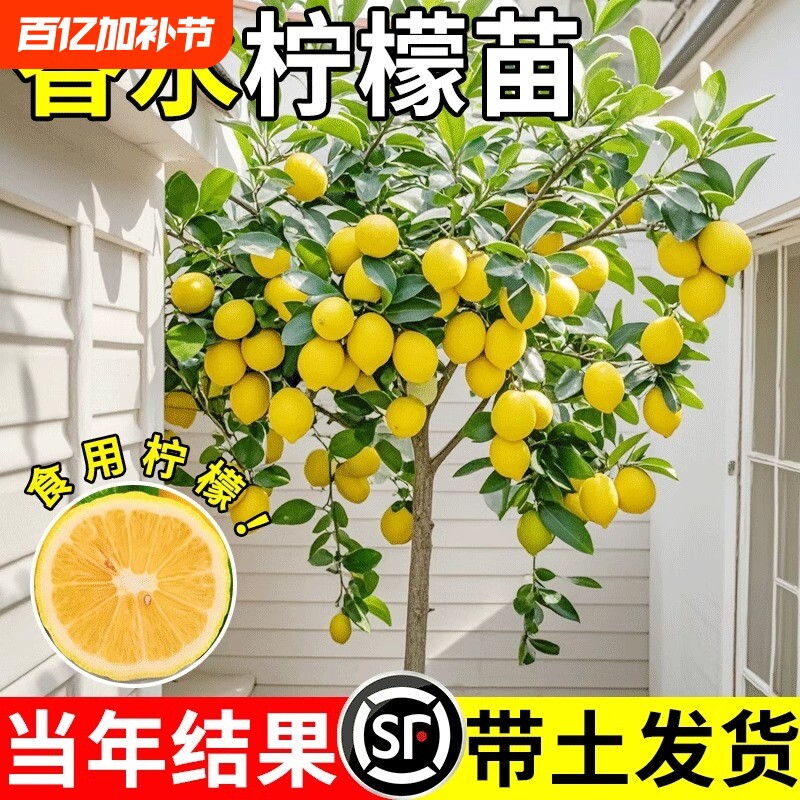 香水柠檬树苗盆栽带果室内无籽四季柠檬苗食用柠檬树果苗庭院结果
