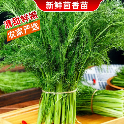 农家茴香苗鲜嫩包饺子超香