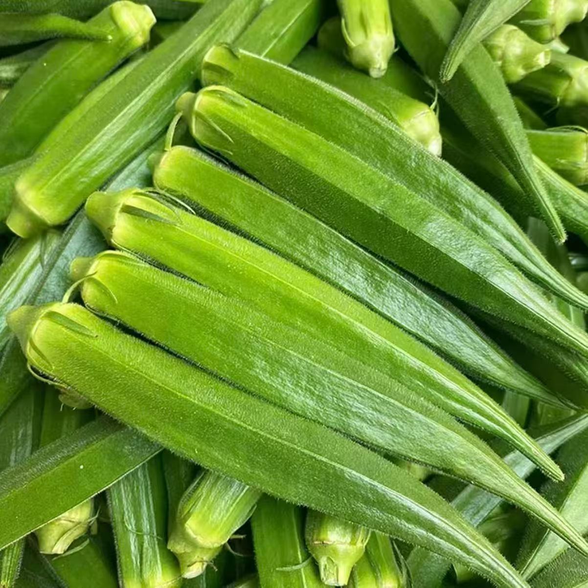 新鲜秋葵山东露天鲜嫩水果秋葵现摘黄秋葵当季蔬菜羊角豆农家批发
