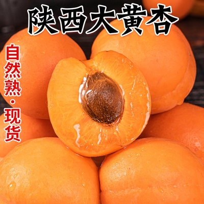 陕西大黄杏脆甜多汁杏子