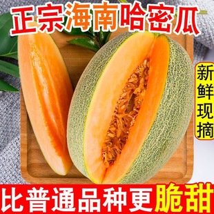 【爆甜】海南西州哈密瓜脆甜应当季水果老少皆宜产地直发整箱包邮
