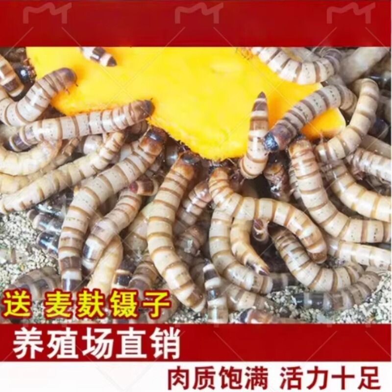 大麦虫活虫面包虫大号黄粉虫金龙鱼乌龟饲料八哥画眉鸟食活体虫子图片