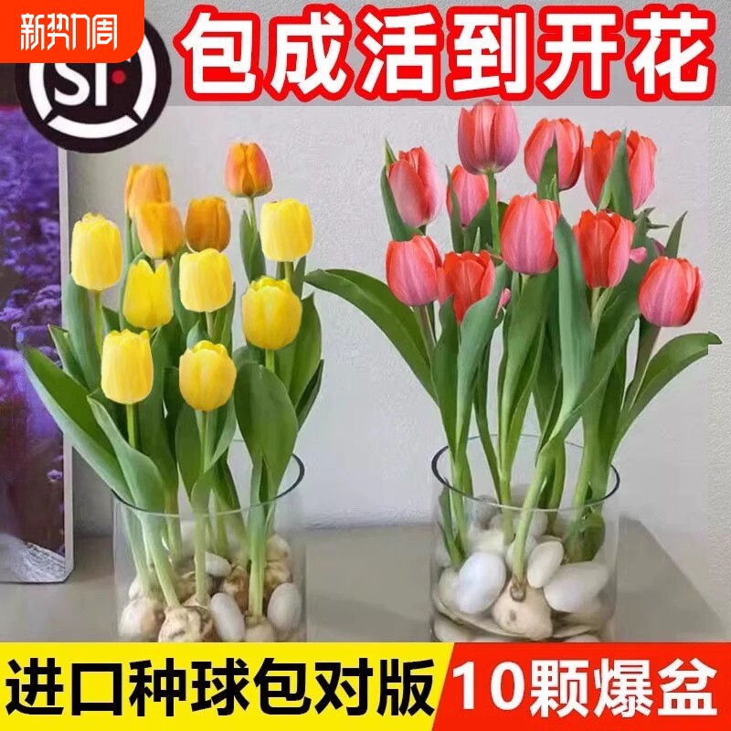 郁金香种球水培花卉土养植物室内观赏花四季好活盆栽苗鲜花种籽子