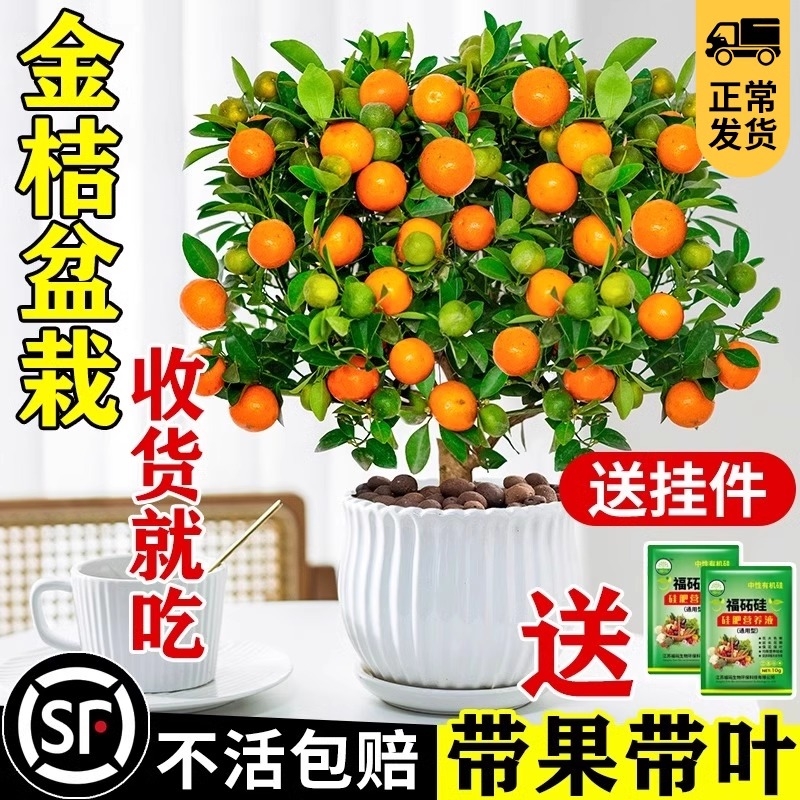 金桔树盆栽可食用带果四季橘子树苗室内外花卉绿植物柠檬树客厅