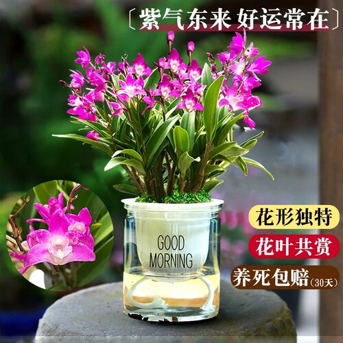 基地直发七彩香水石斛兰花苗四季好养年宵花卉室内浓香盆栽绿植物
