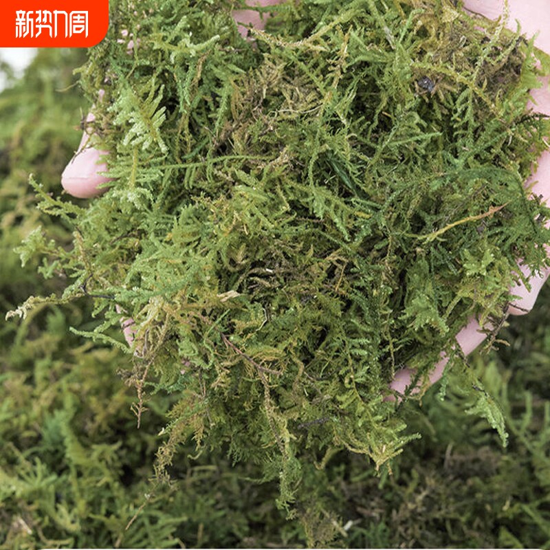 蝴蝶兰水苔干水苔兰花专用营养土苔藓石斛乌龟冬眠通用优质种植
