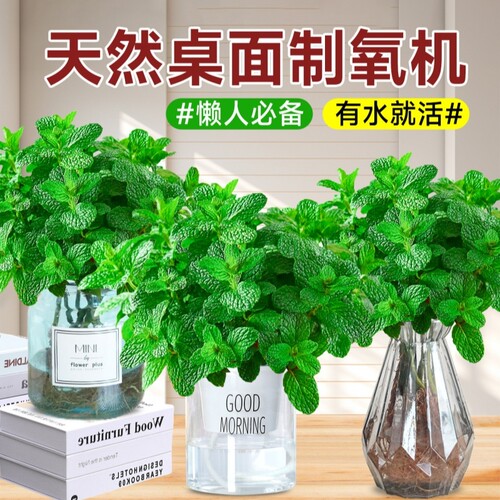 薄荷苗盆栽可食用驱蚊香草水培花卉好养活绿植物室内迷迭香煎牛排