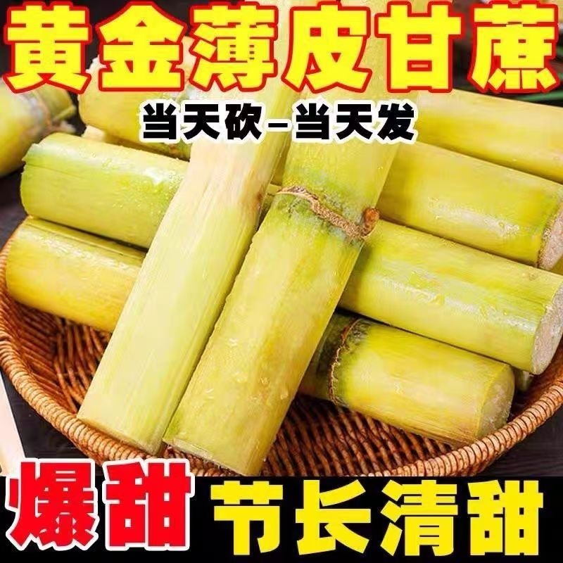 新鲜黄金甘蔗黄皮脆甜新鲜水果9斤现砍甜杆甘蔗孕妇多汁包邮批发