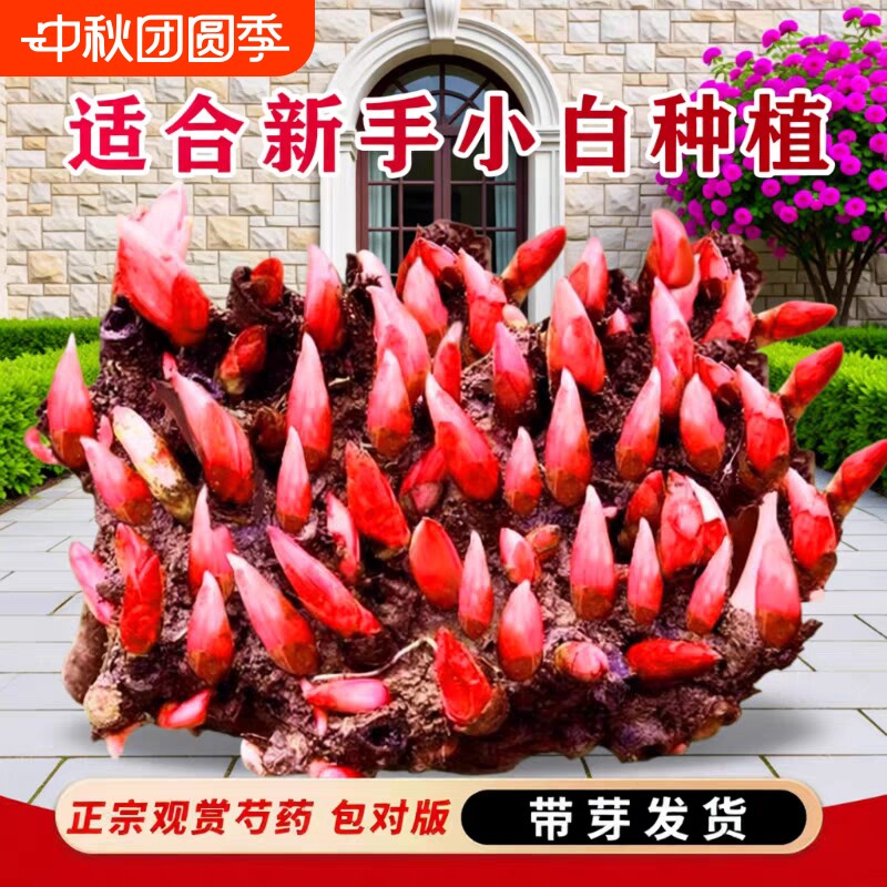 重瓣芍药花苗鲜花卉|千人加购图片