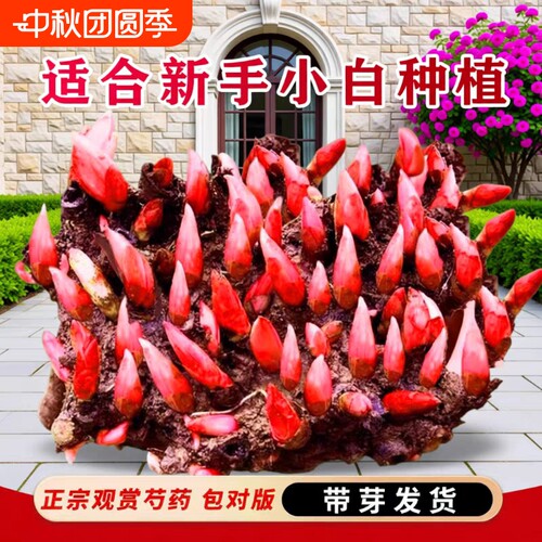 重瓣芍药花苗鲜花卉|千人加购
