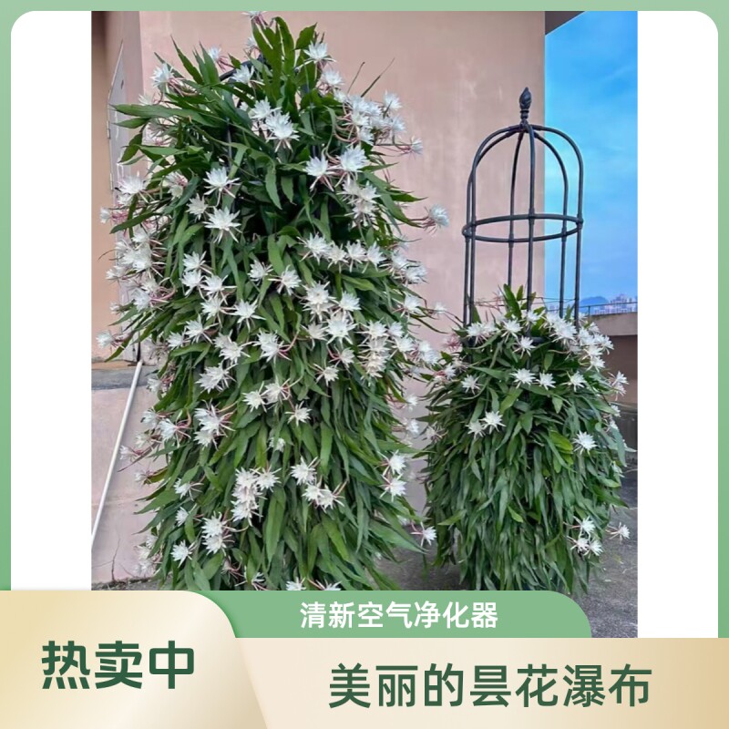 昙花苗盆栽夜光杯|超1000次加购图片