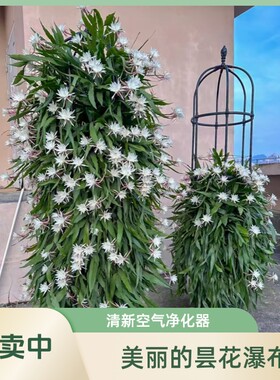 昙花苗盆栽绿植花卉多肉植物阳台室内外好养活四季开花夜光杯