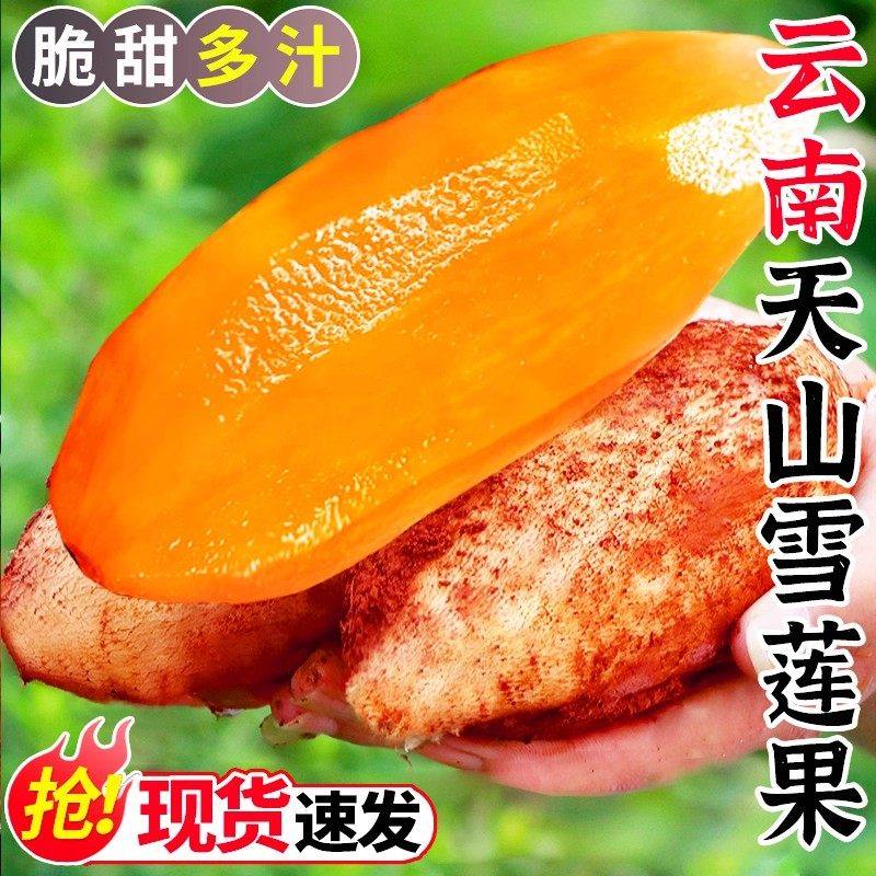 云南天山雪莲果新鲜水果当季现挖脆甜红心雪连果网购包邮美味大果,水产肉类/新鲜蔬果/熟食,雪莲果,淘宝优惠券,粉丝福利购,淘宝优惠卷