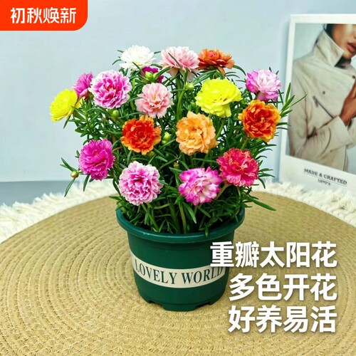 进口重瓣太阳花苗混色四季开花