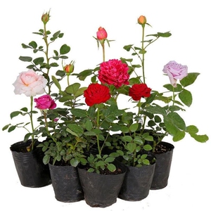 蔷薇花苗藤本月季特大花树爬藤果汁阳台花卉玫瑰盆栽四季开花蒂娜