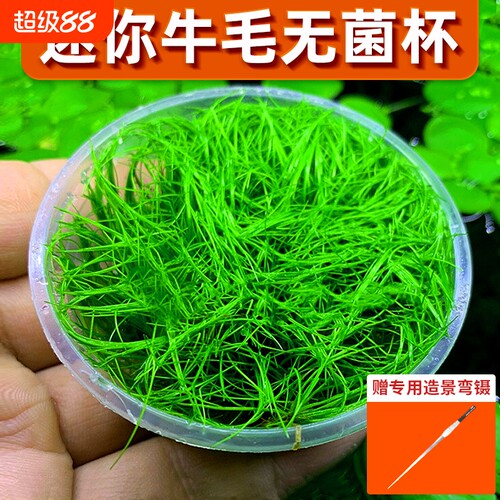 无菌杯牛毛水草鱼缸造景前景草