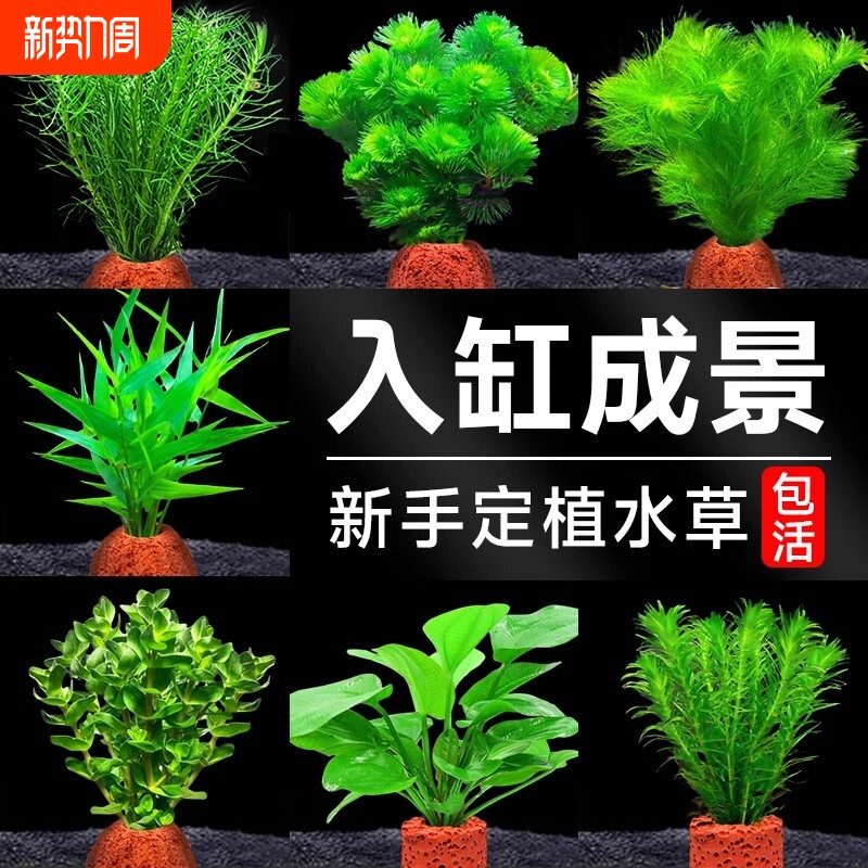 火山石水草植物鱼缸造景专用水培阴性蜈蚣草绿菊真草增氧绿植摆件
