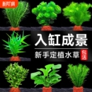 火山石水草植物鱼缸造景专用水培阴性蜈蚣草绿菊真草增氧绿植摆件