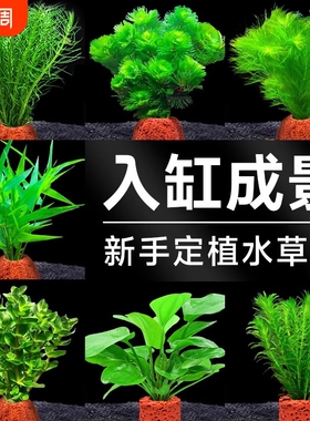火山石水草植物鱼缸造景专用水培阴性蜈蚣草绿菊真草增氧绿植摆件