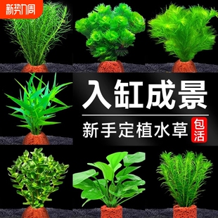 火山石水草植物鱼缸造景专用水培阴性蜈蚣草绿菊真草增氧绿植摆件