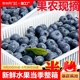 云南蓝莓新鲜水果当季整箱蓝梅鲜果现摘高山怡颗孕妇包邮70g大果